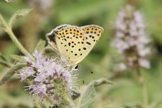 sli Bakr Gzeli (Lycaena tityrus)