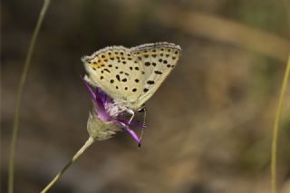 sli Bakr Gzeli (Lycaena tityrus)