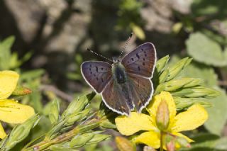 sli Bakr Gzeli (Lycaena tityrus)