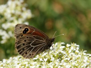 Uygur Gzelesmeri (Proterebia afra)