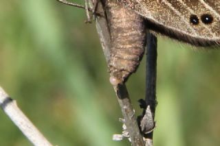 Uygur Gzelesmeri (Proterebia afra)