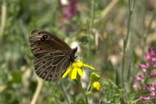 Uygur Gzelesmeri (Proterebia afra)