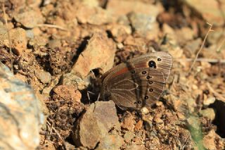 Uygur Gzelesmeri (Proterebia afra)