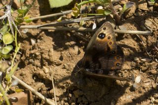 Uygur Gzelesmeri (Proterebia afra)