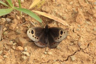 Uygur Gzelesmeri (Proterebia afra)