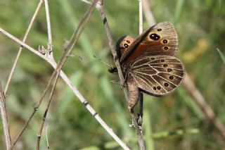 Uygur Gzelesmeri (Proterebia afra)