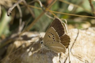 �okg�zl� Attalos Mavisi&nbsp;(Polyommatus&nbsp;schuriani attalaensis)