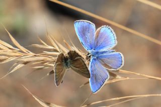 okgzl Kandl Mavisi (Polyommatus kanduli)