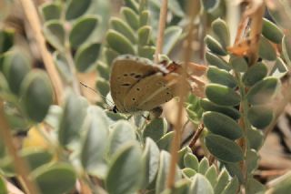 ? Agro Tr (Tanmsz) (Agrodiaetus sp.)