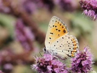 Byk Mor Bakr Gzeli (Lycaena alciphron)