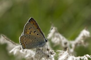 Byk Mor Bakr Gzeli (Lycaena alciphron)