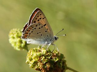 Byk Mor Bakr Gzeli (Lycaena alciphron)