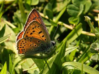 Byk Mor Bakr Gzeli (Lycaena alciphron)