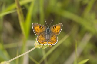 Byk Mor Bakr Gzeli (Lycaena alciphron)