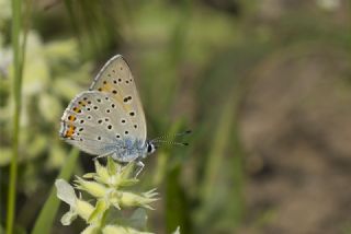 Byk Mor Bakr Gzeli (Lycaena alciphron)