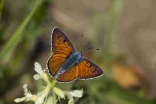 Byk Mor Bakr Gzeli (Lycaena alciphron)