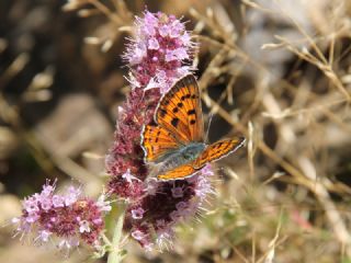 Byk Mor Bakr Gzeli (Lycaena alciphron)