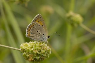 Byk Mor Bakr Gzeli (Lycaena alciphron)