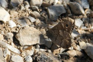 Anadolu Karamelei (Hipparchia fatua)