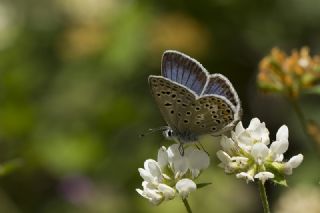 okgzl Yalanc Eros (Polyommatus eroides)