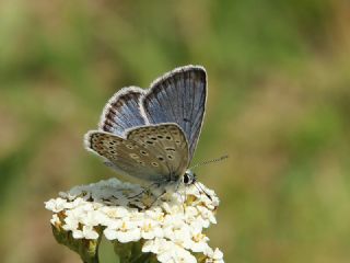 �okg�zl� Yalanc� Eros&nbsp;(Polyommatus&nbsp;eroides)