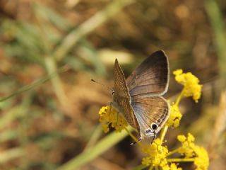 Lampides (Lampides boeticus)