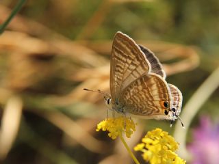 Lampides (Lampides boeticus)