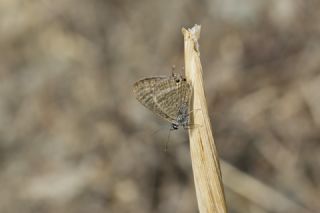 Lampides&nbsp;(Lampides&nbsp;boeticus)