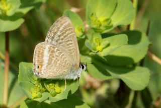 Lampides (Lampides boeticus)