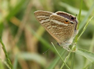Lampides (Lampides boeticus)