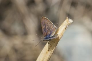 Lampides&nbsp;(Lampides&nbsp;boeticus)