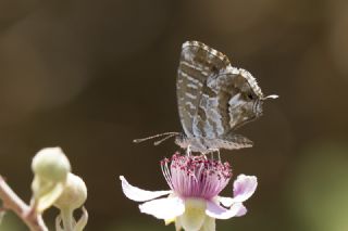 Sardunya Zebras, Geranyum Bronzu (Cacyreus marshalli)