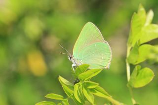 Byk Zmrt (Callophrys herculeana)