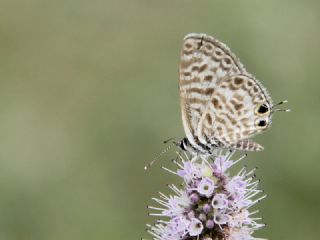 Mavi Zebra (Leptotes pirithous)