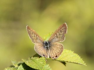 Mavi Zebra (Leptotes pirithous)