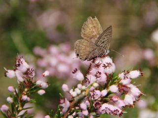 Mavi Zebra&nbsp;(Leptotes&nbsp;pirithous)