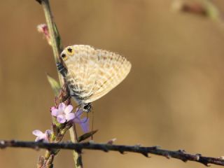 Mavi Zebra (Leptotes pirithous)