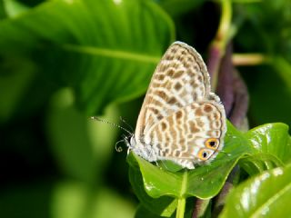 Mavi Zebra (Leptotes pirithous)