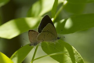 Minik Kupid (Cupido minimus)