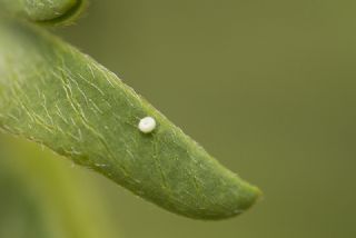 Minik Kupid (Cupido minimus)