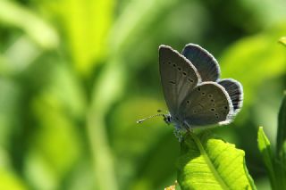 Minik Kupid (Cupido minimus)