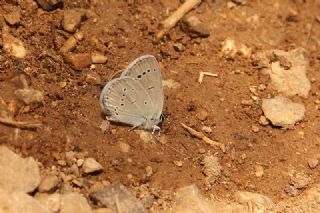Minik Kupid (Cupido minimus)