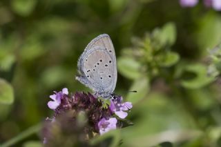 Minik Kupid (Cupido minimus)