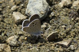 Anadolu Turan Mavisi (Turanana panagaea)