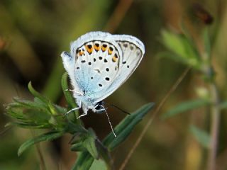 Gm Lekeli Esmergz (Plebejus argus)