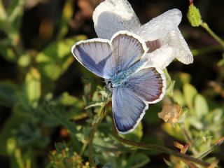 Gm Lekeli Esmergz (Plebejus argus)