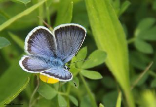 Gm Lekeli Esmergz (Plebejus argus)