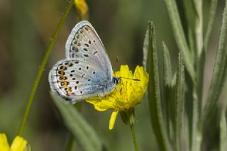 Gm Lekeli Esmergz (Plebejus argus)