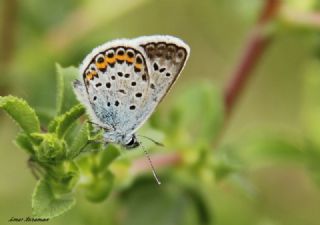 Gm Lekeli Esmergz (Plebejus argus)