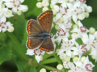 okgzl Esmer (Aricia agestis)